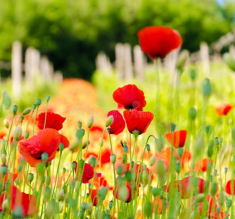 Poppy flowers in the Hungarian countryside