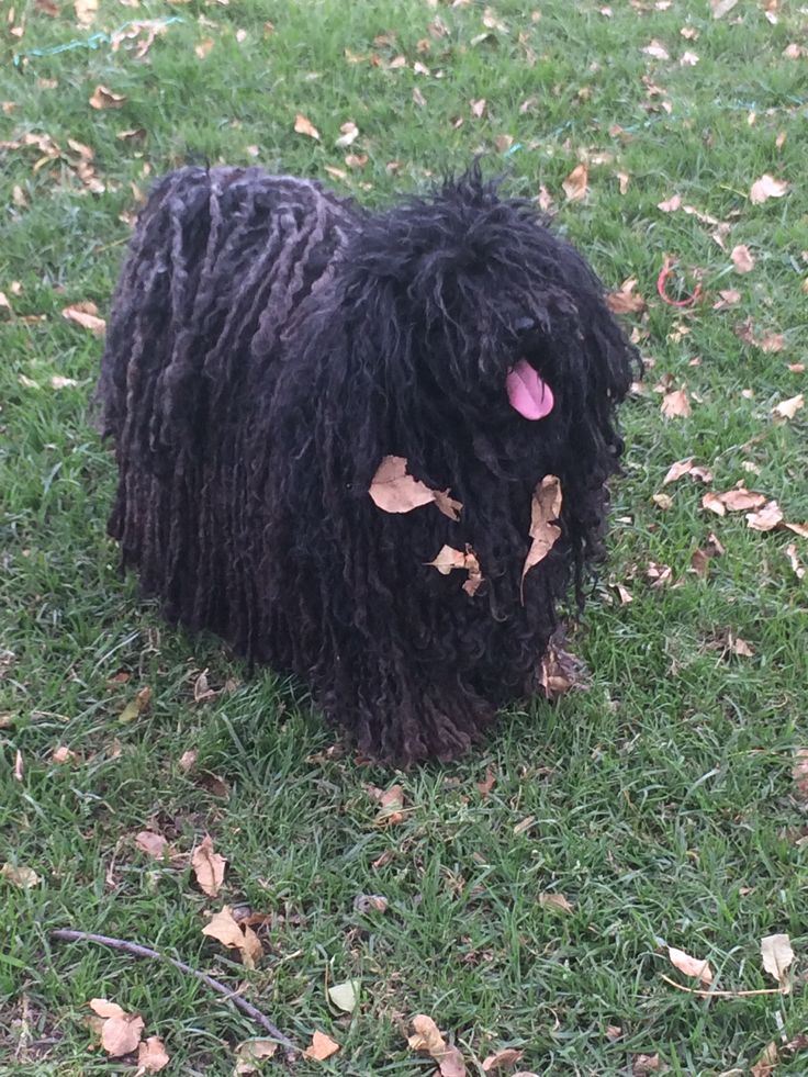 The puli dog at the Szentendre Open Air Museum