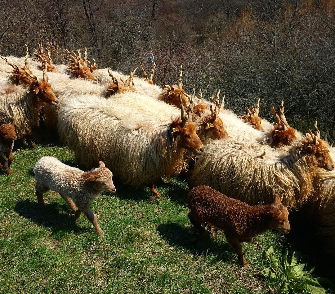 Racka sheep at the Szentendre Open Air Museum