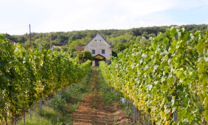 Vineyard visit on a wine tour, Hungary