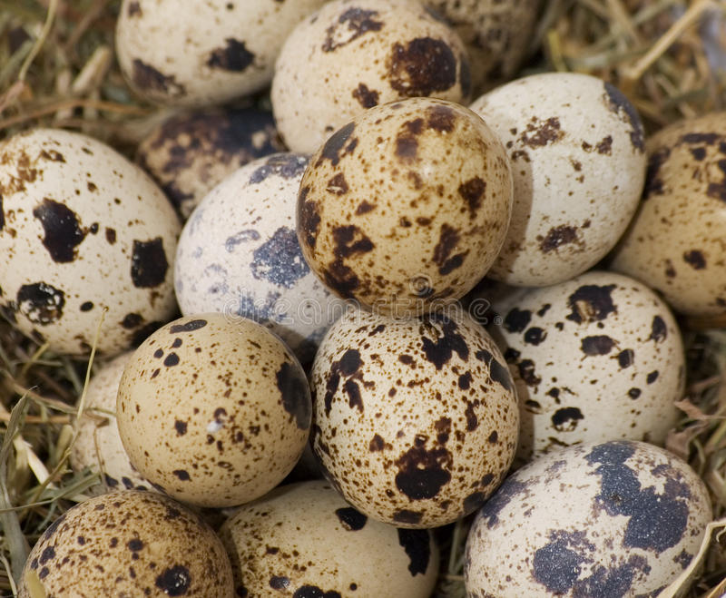 Beszálló quail eggs