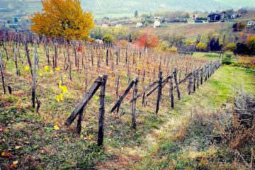 Szekszárd vineyards - where Szekszárd wines are born