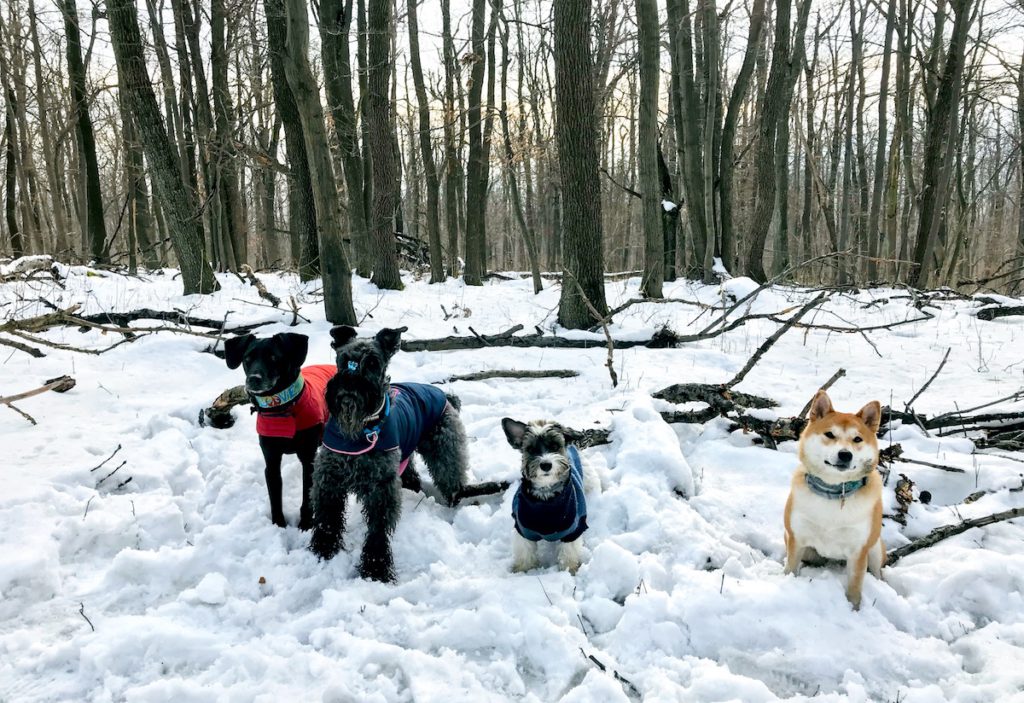 Locals love to take their dogs to the Buda Hills