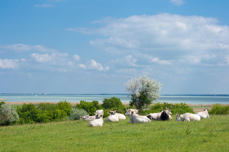 Grey Cattle Balaton