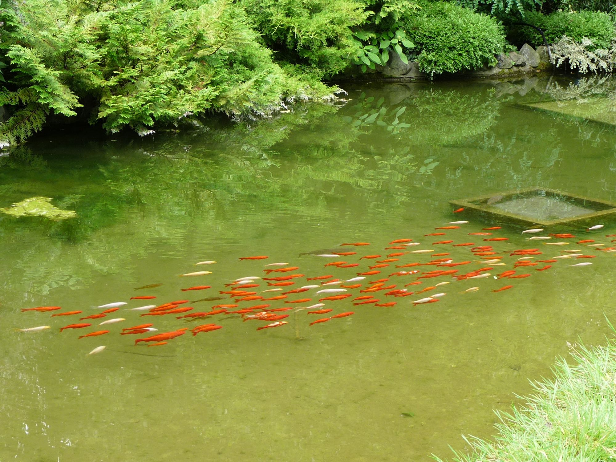 Koi fish at the Botanical Garden in Budapest