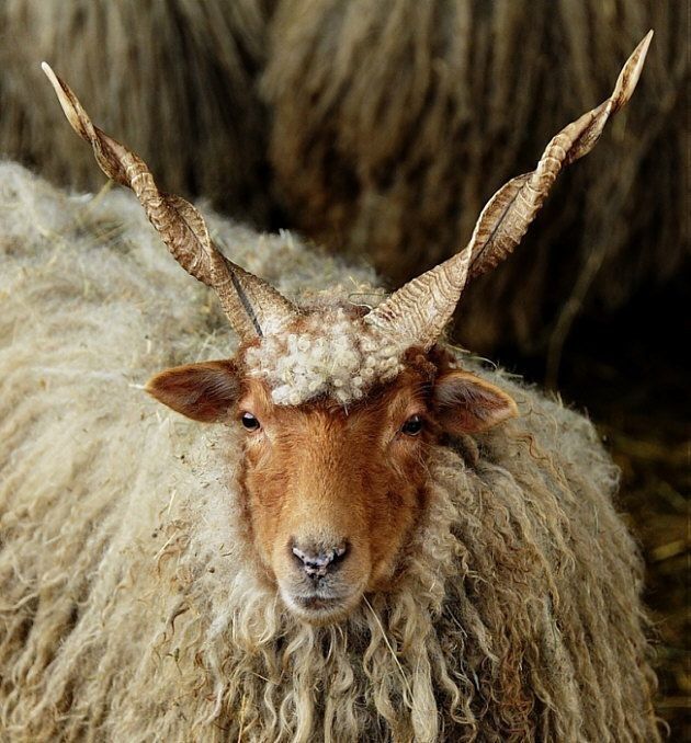 Racka sheep is a special Hungarian breed with long hair and spiral horns