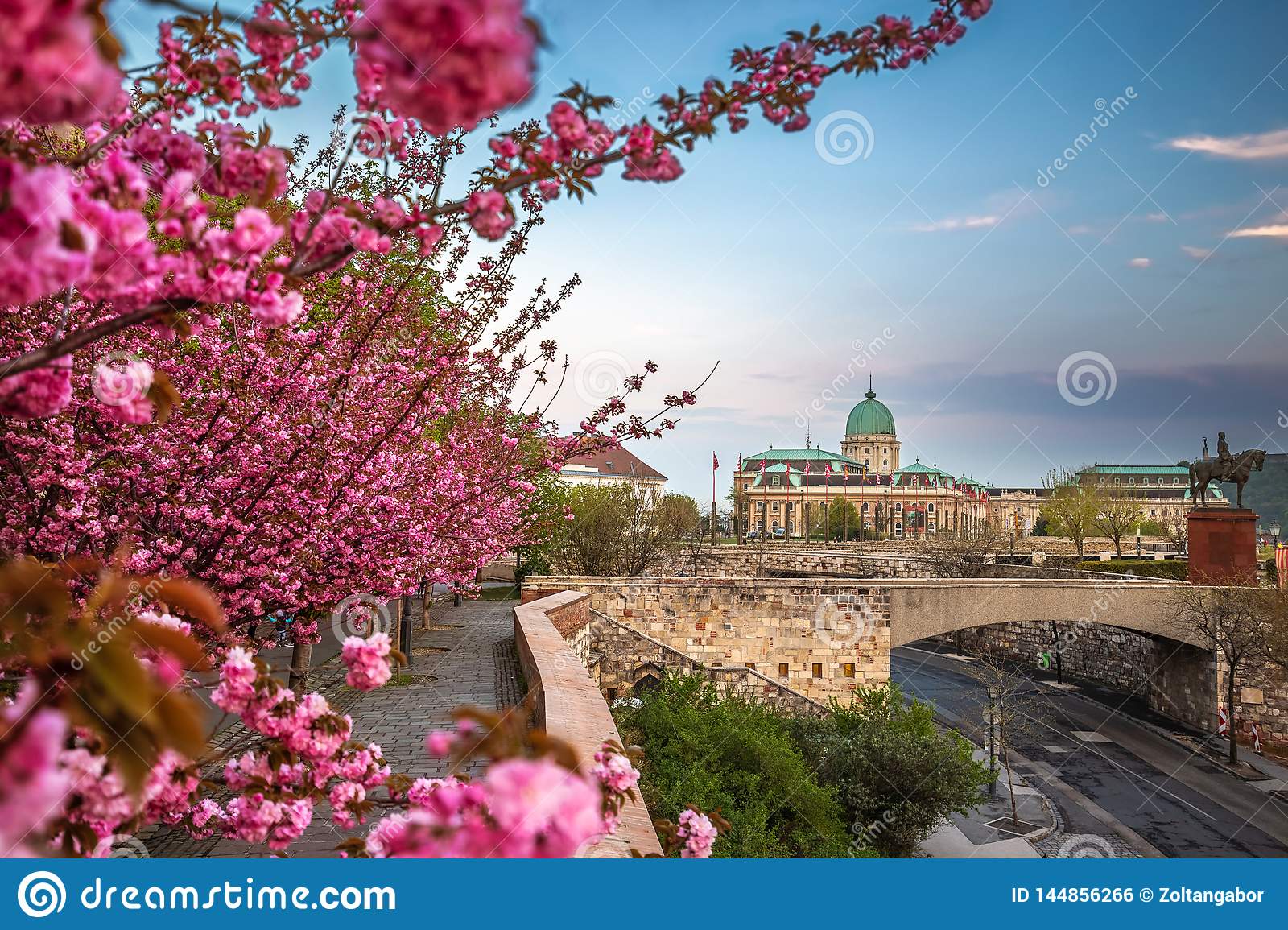 Pink flowers in the Buda castle